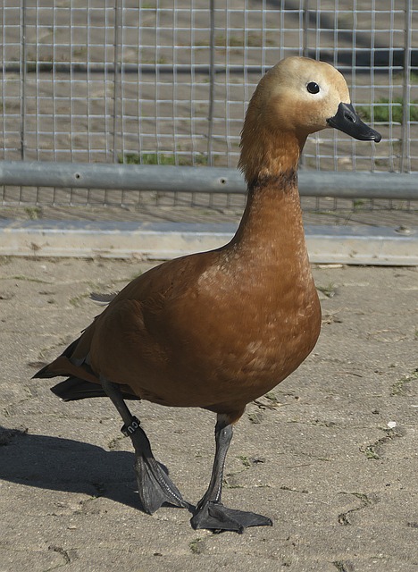 波动