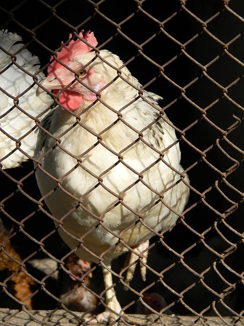 在技艺高超 在技艺高超